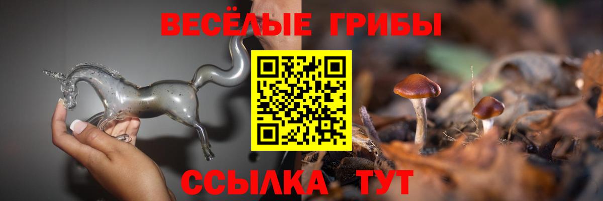 Заволжье  магазин    Вход с VPN  Галлюциногенные грибы Psilocybine cubensis 